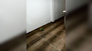 Laddy_Gomez29 Webcam Porn Video Record [Stripchat]: welcome, latino, slave, breastmilk