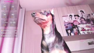 Watch elizabethbritanny Best Porn Leak Video [Chaturbate] - cosplay, lovense, lush... thumbnail