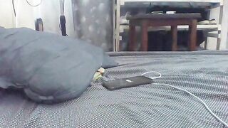 Watch Cherrie_J New Porn Video [Stripchat] - brunettes-young, brunettes, upskirt, sex-toys, dildo-or-vibrator-young