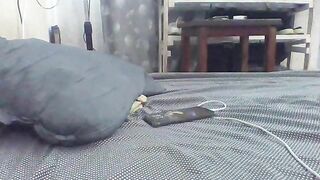 Watch Cherrie_J New Porn Video [Stripchat] - brunettes-young, brunettes, upskirt, sex-toys, dildo-or-vibrator-young