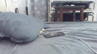 Watch Cherrie_J New Porn Video [Stripchat] - brunettes-young, brunettes, upskirt, sex-toys, dildo-or-vibrator-young