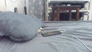 Watch Cherrie_J New Porn Video [Stripchat] - brunettes-young, brunettes, upskirt, sex-toys, dildo-or-vibrator-young